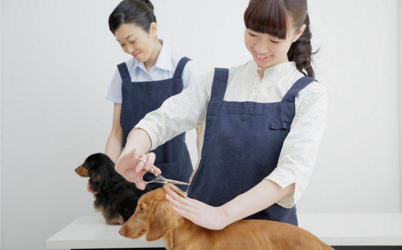 【東京・千葉・埼玉】トリマースクール・専門学校おすすめ6選！JKC認定校など