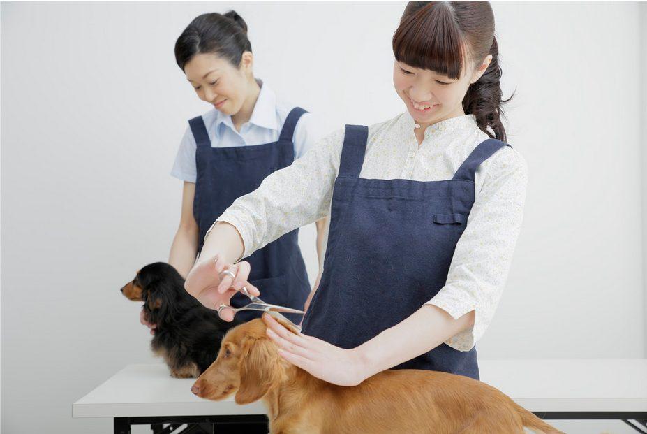 【東京・千葉・埼玉】トリマースクール・専門学校おすすめ6選！JKC認定校など